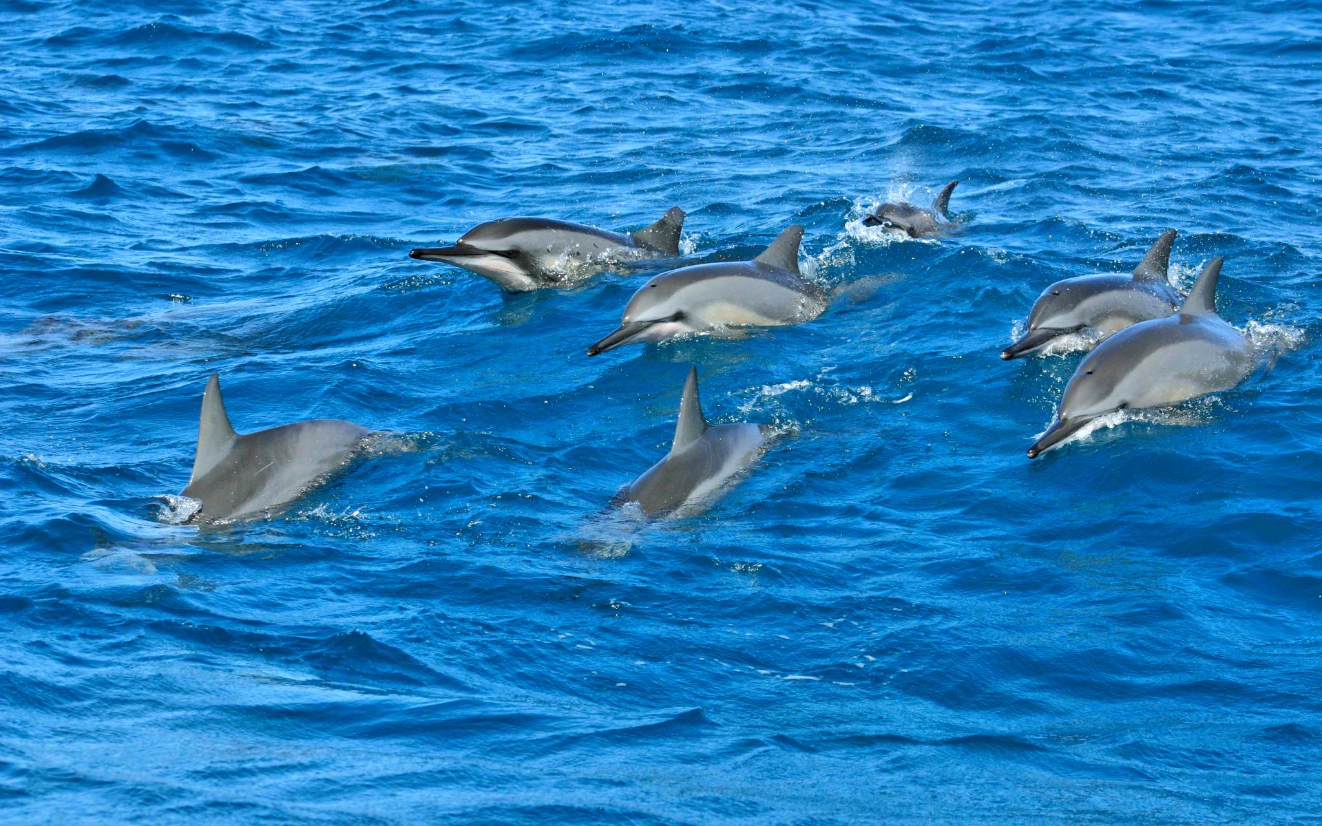 Длинноклювый обыкновенный Дельфин