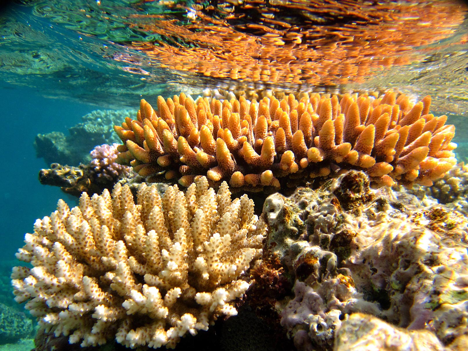 Кораллы на рифе в Австралии