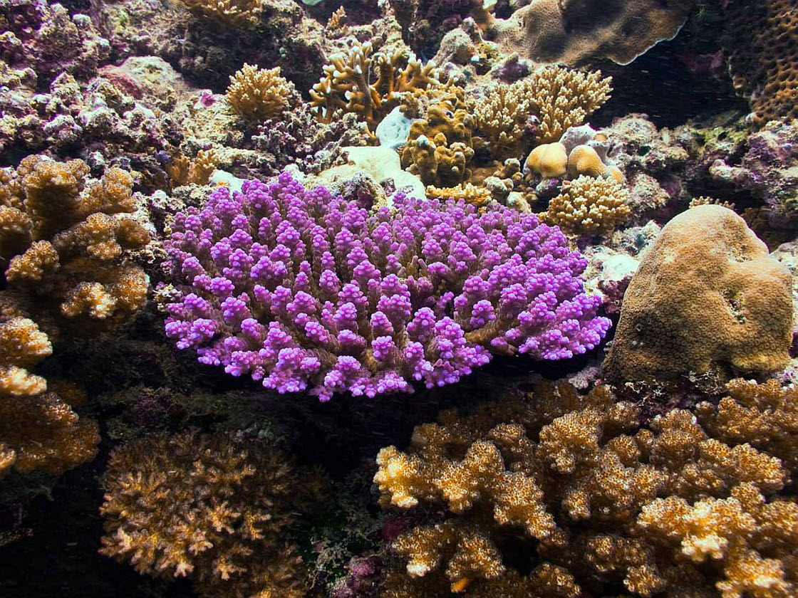 Акропора коралл