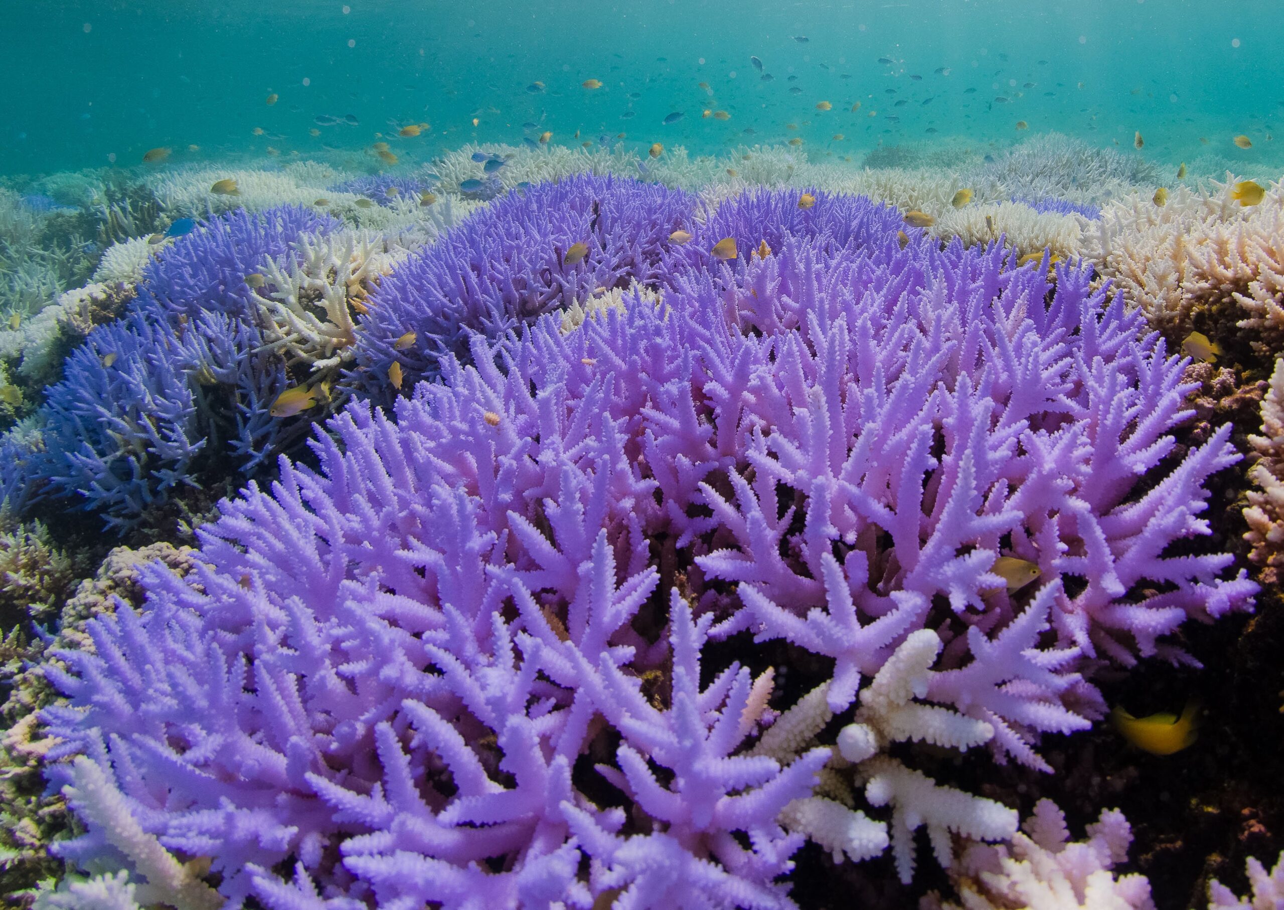 Кораллы на суше