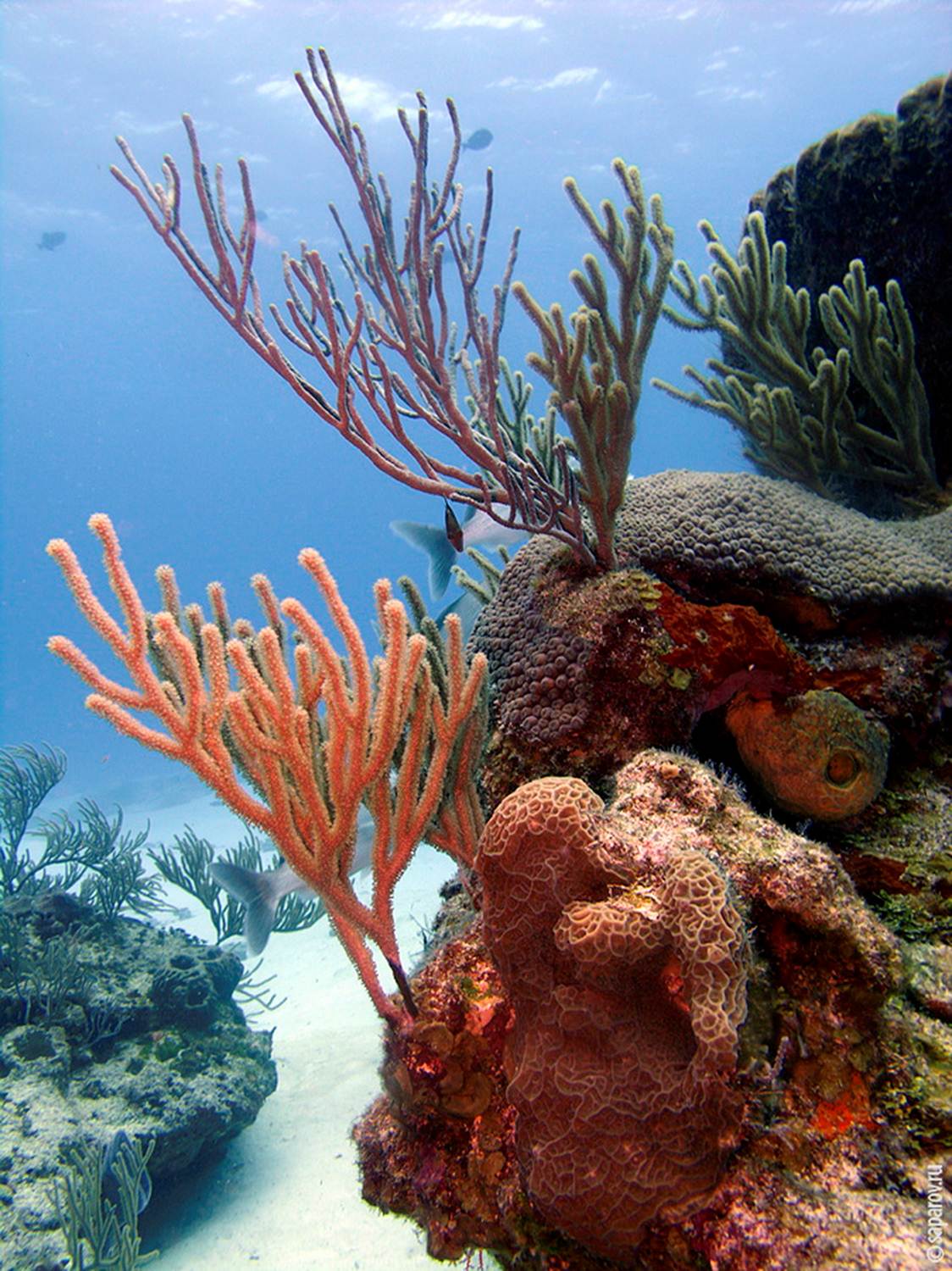 Рифы острова Косумель