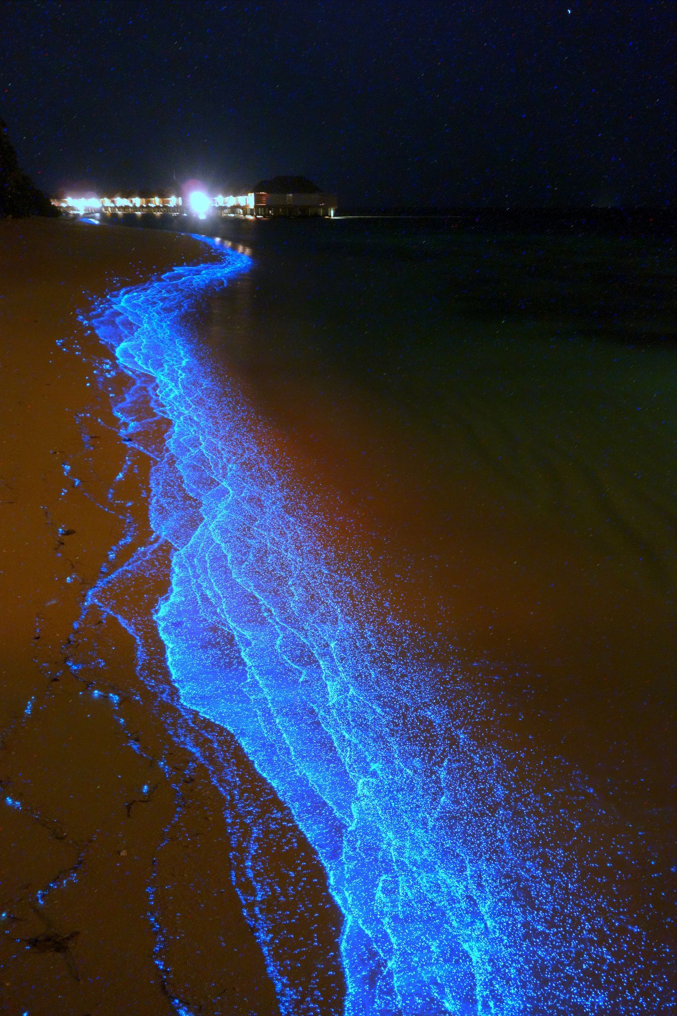Планктон светится в море
