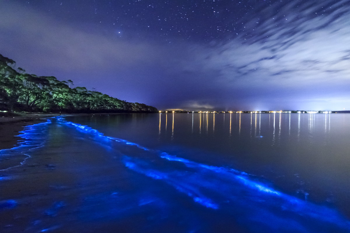 Биолюминесцентная бухта, Пуэрто-Рико