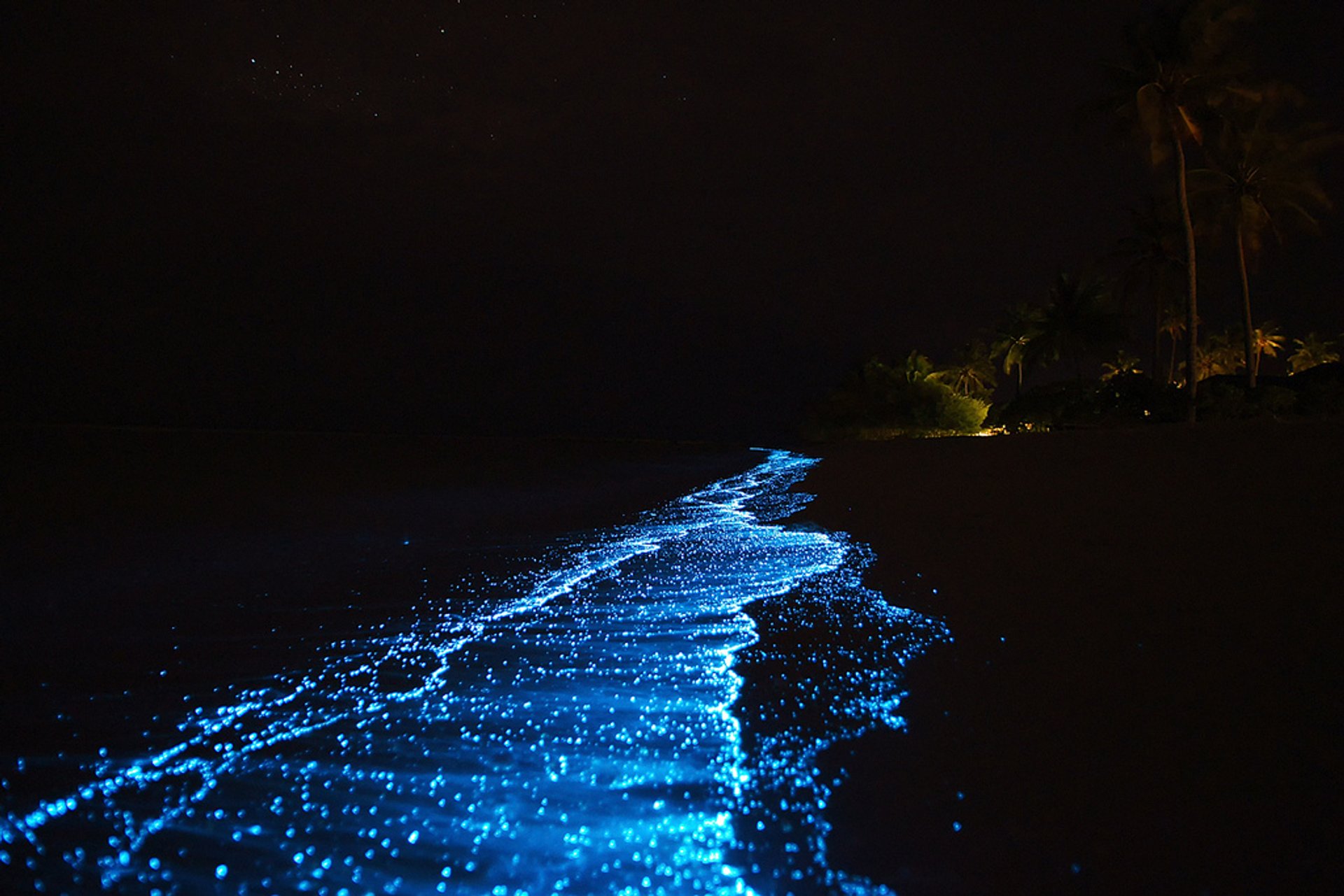 Планктон светится в море