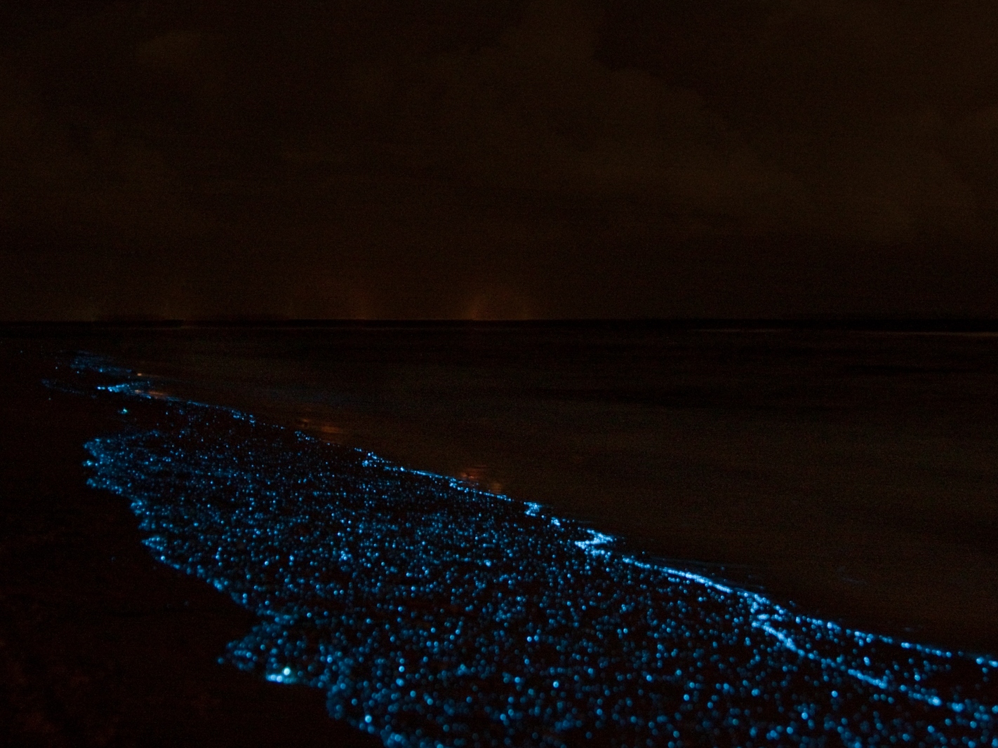 Светящийся планктон на Азовском море
