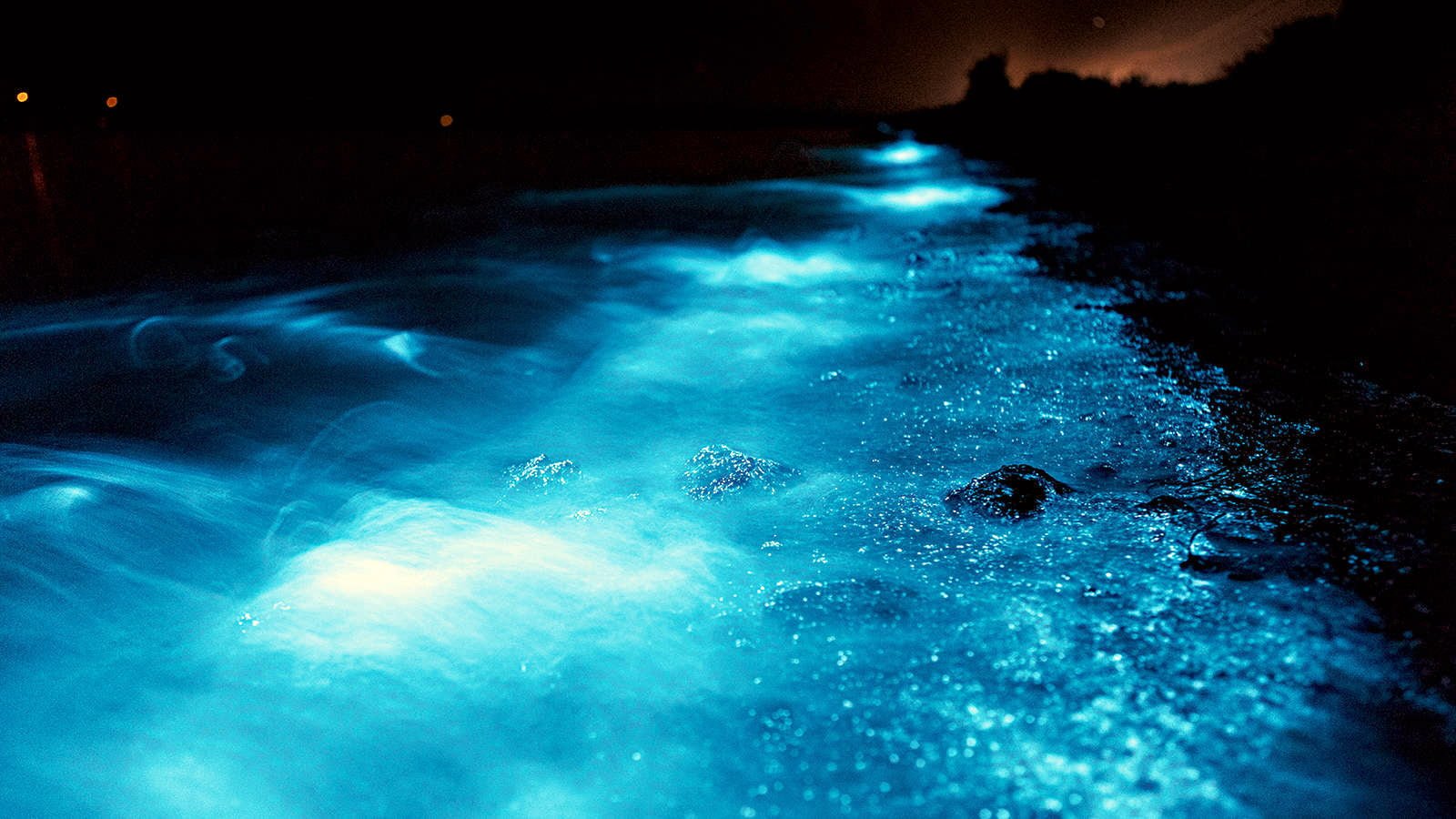 Светящийся планктон в море