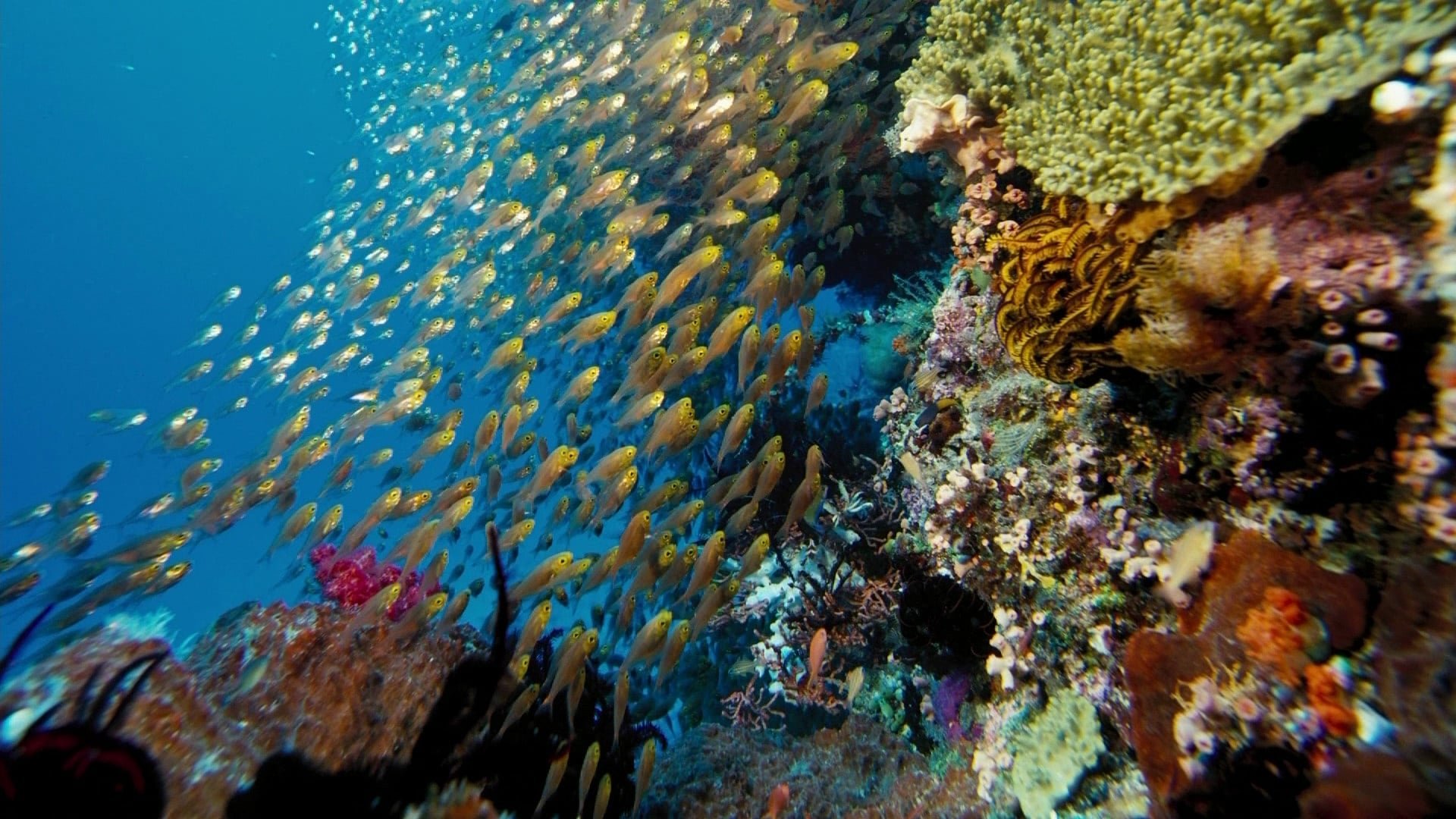 Подводный мир Аравийского моря