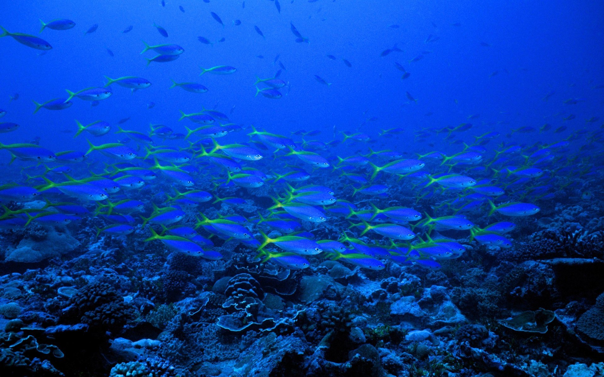 Море и подводный мир