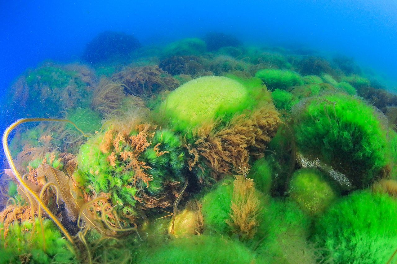 Подводный мир баренцева моря