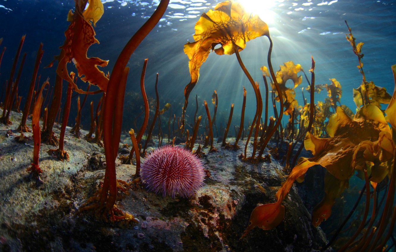 Подводный мир баренцева моря