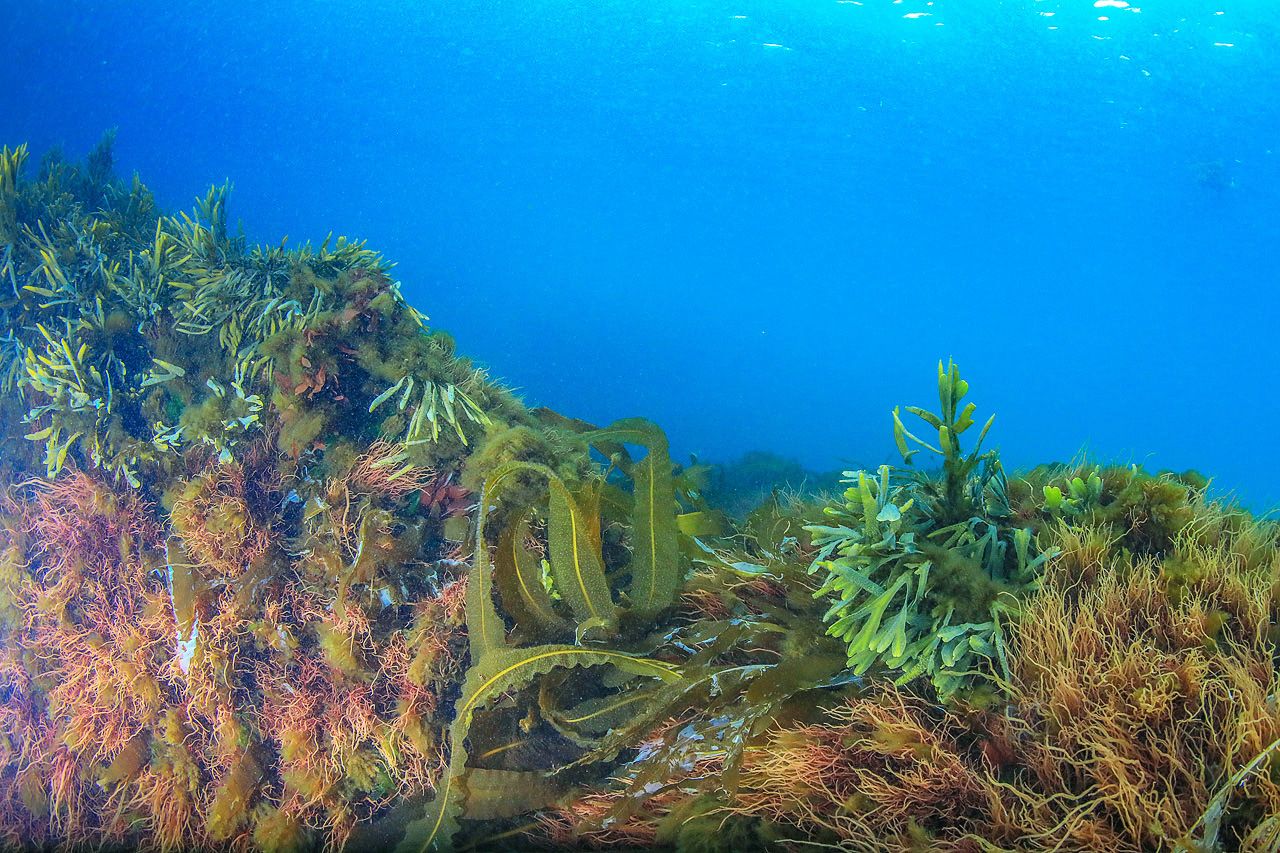 Бурые водоросли Баренцева моря
