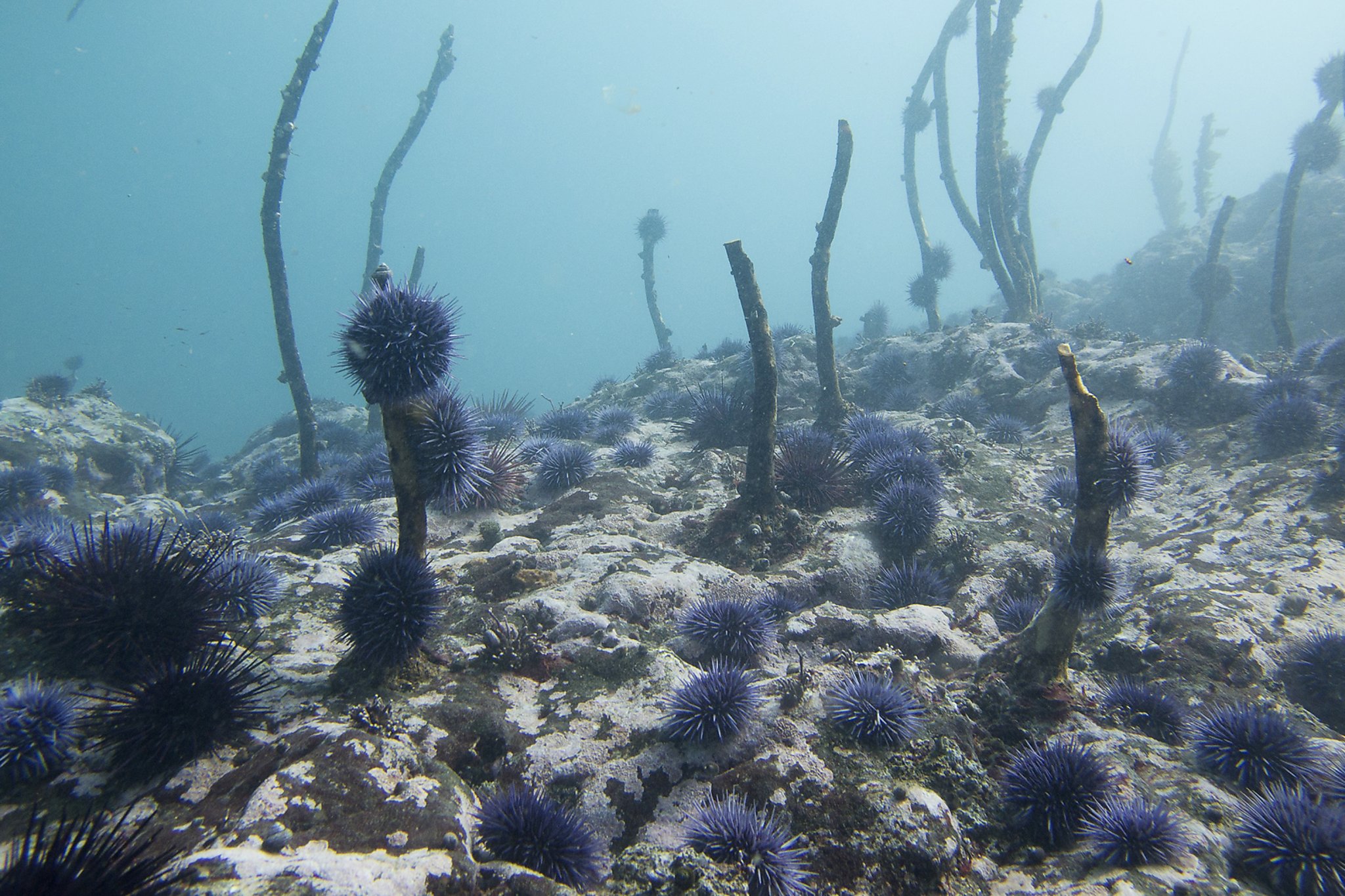 Самые большие водоросли. Морские Ежи японского моря. Бурые водоросли Баренцево море. Ламинария Баренцева моря.