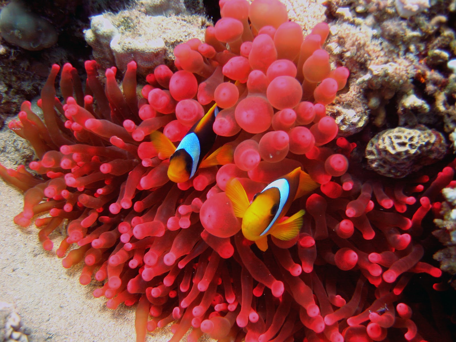 Кораллы в Дахабе