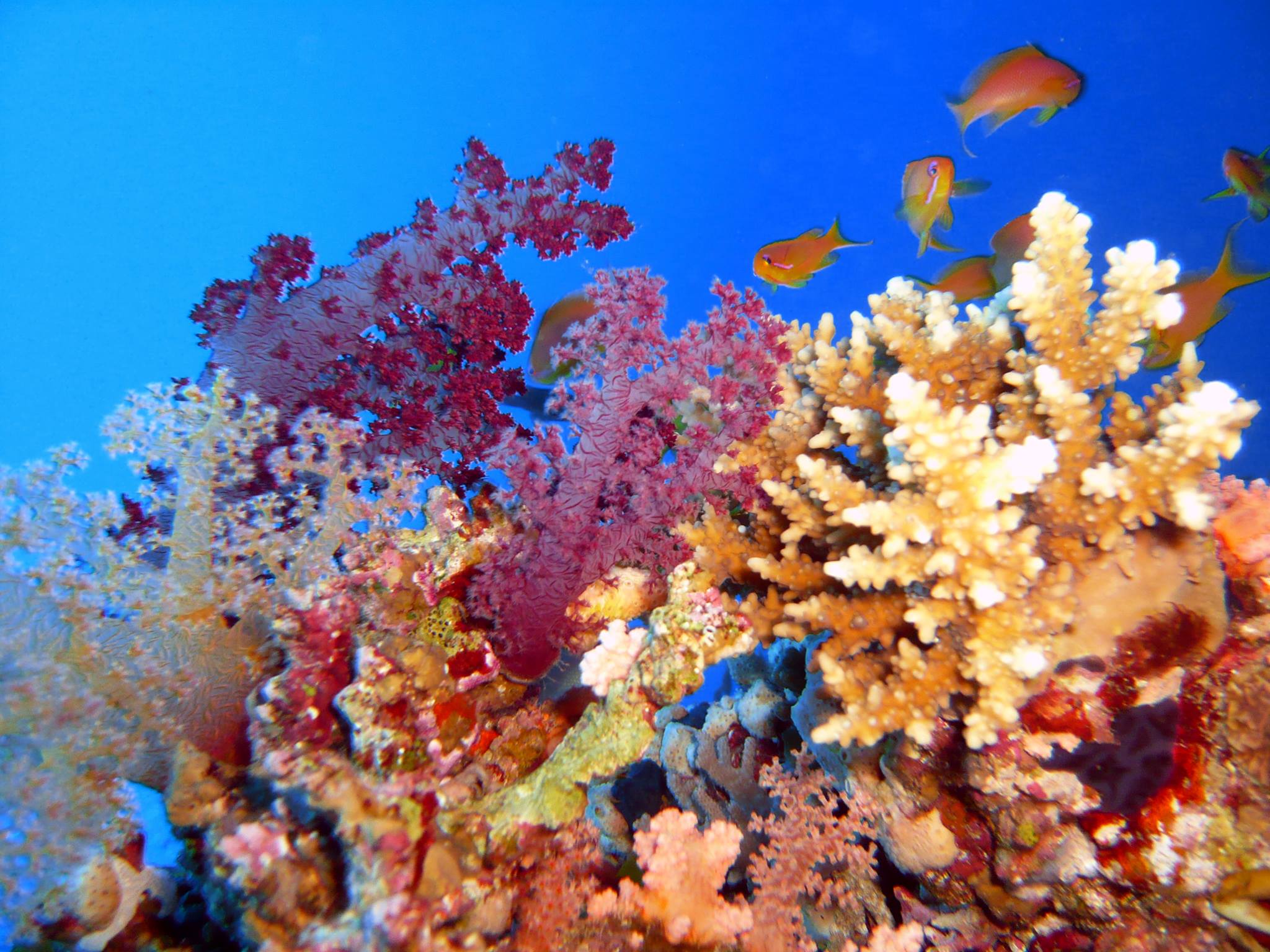 Какого океана является красное море. Красное море и индийский океан. Кораллы красного моря. Красное море теплое.