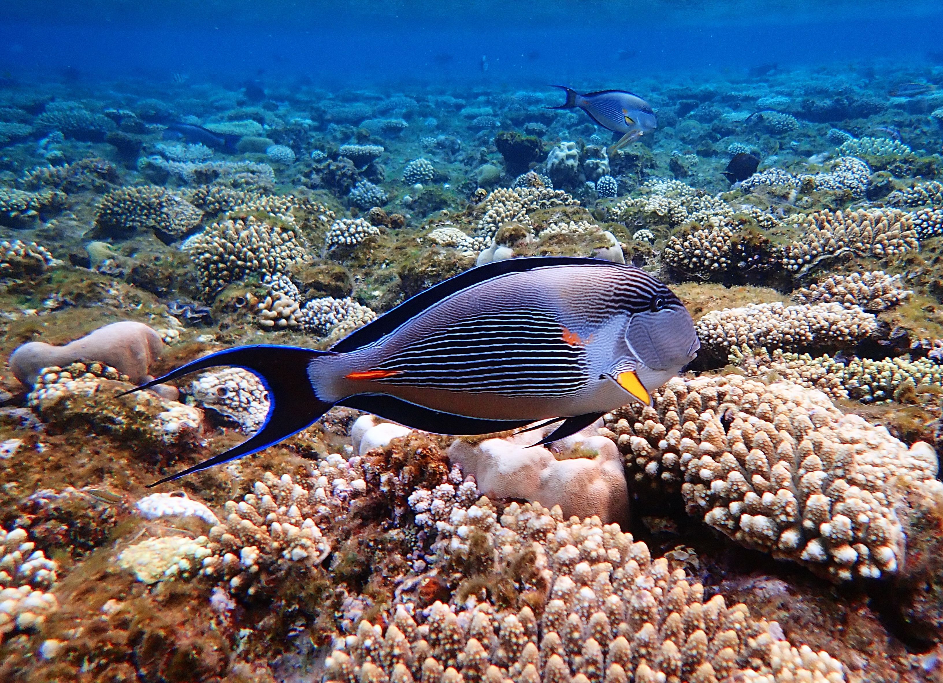 рыбы египта фото на красном море