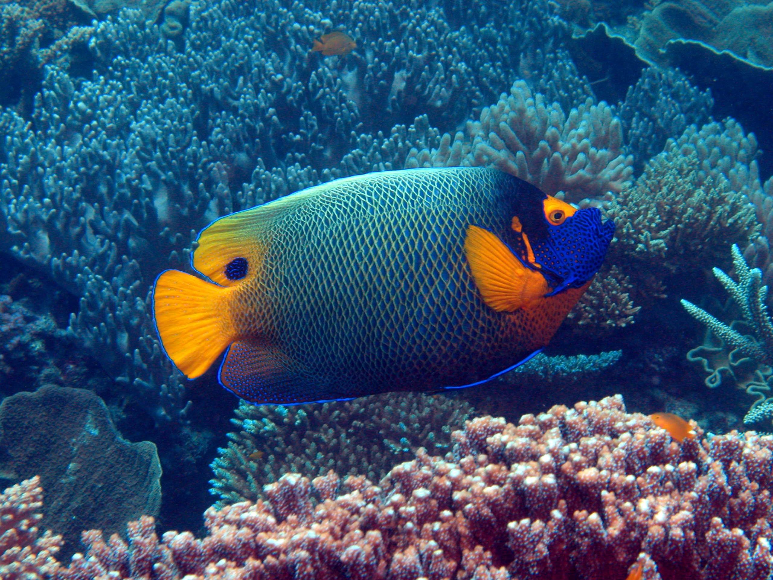 Большой Барьерный риф рыбки