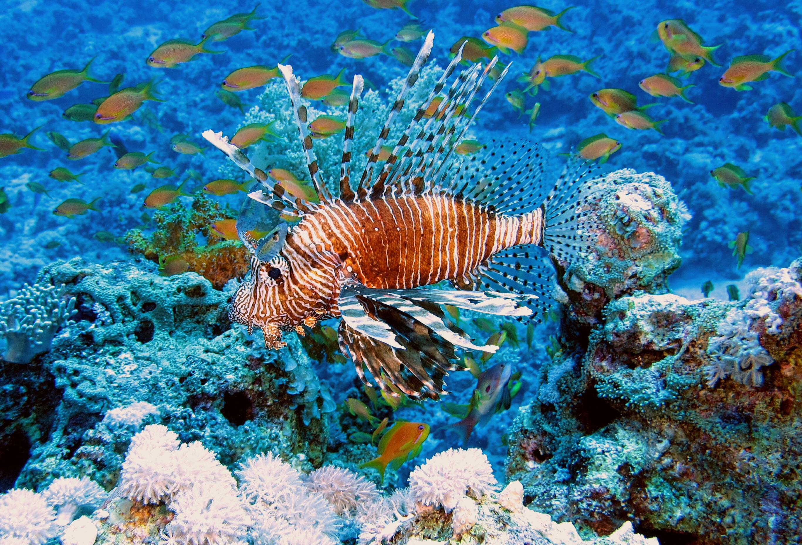 Кораллы рыбы фото