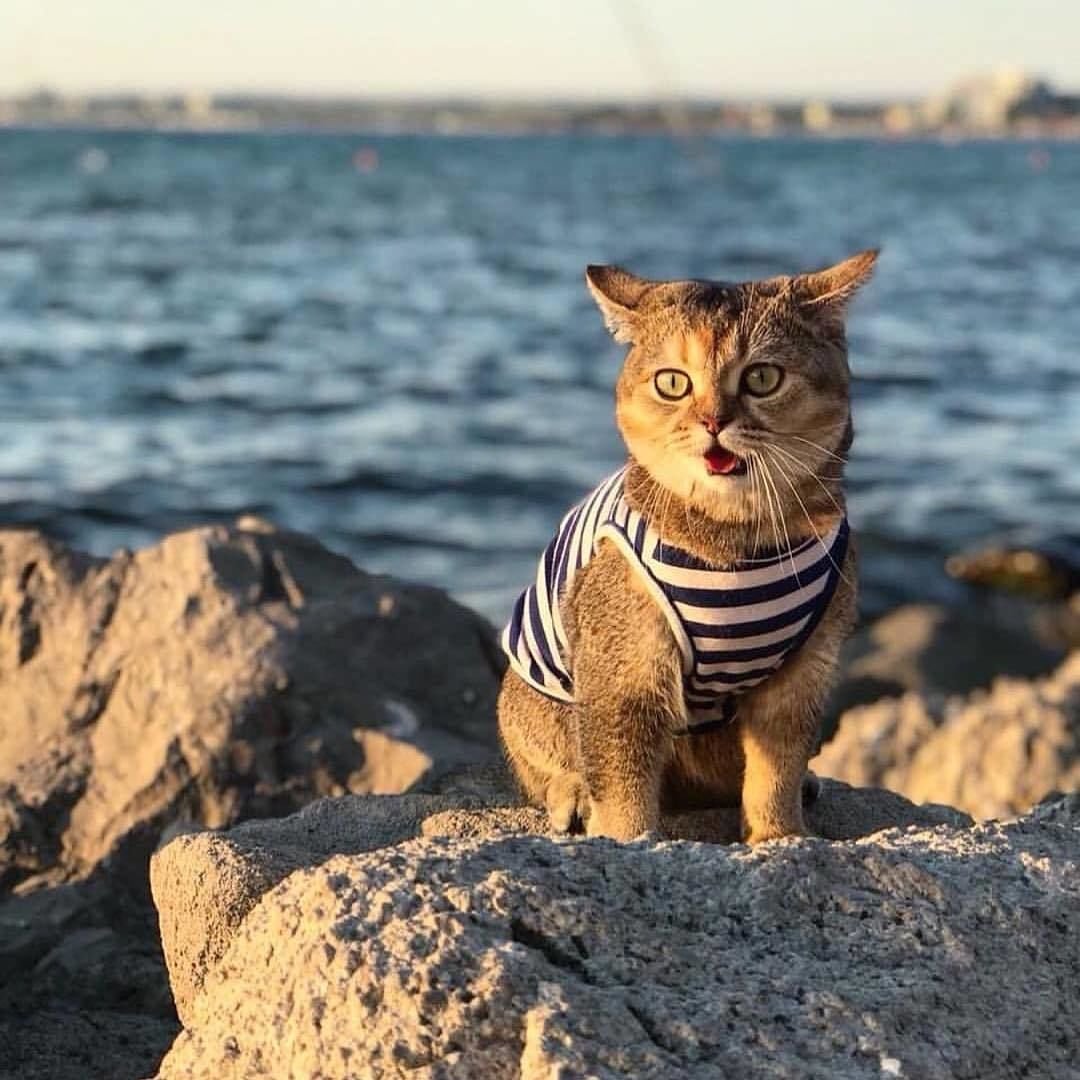 кошки море