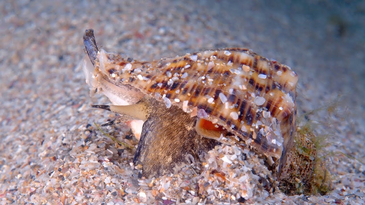 Рапана моллюск Черноморская