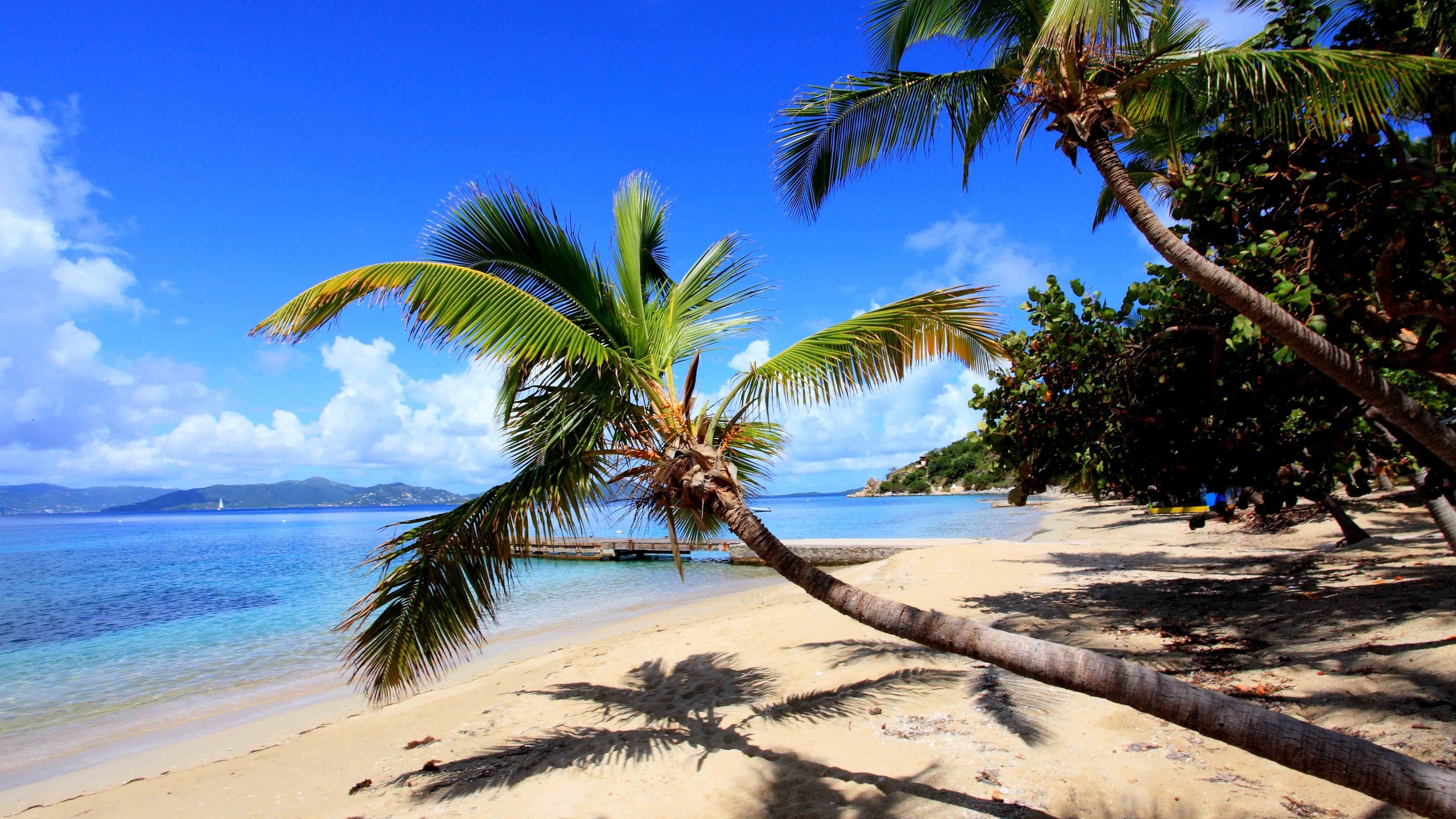 Фото пляж море и пальмы