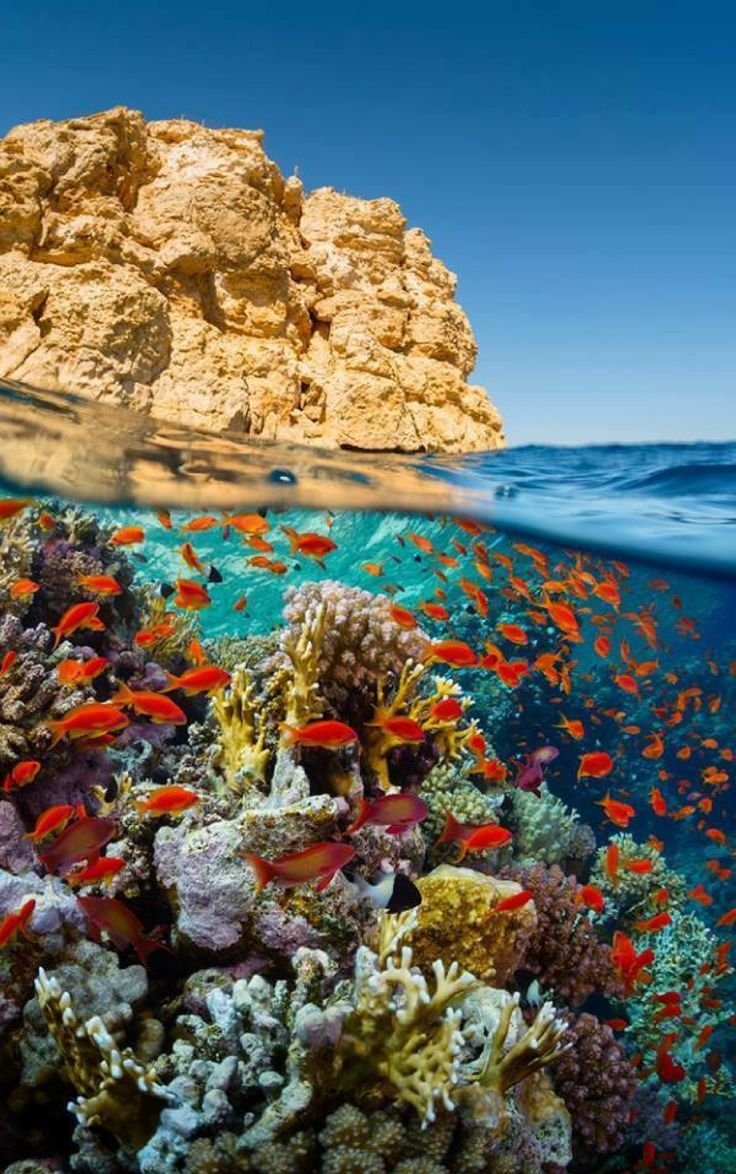 красное море подводный мир