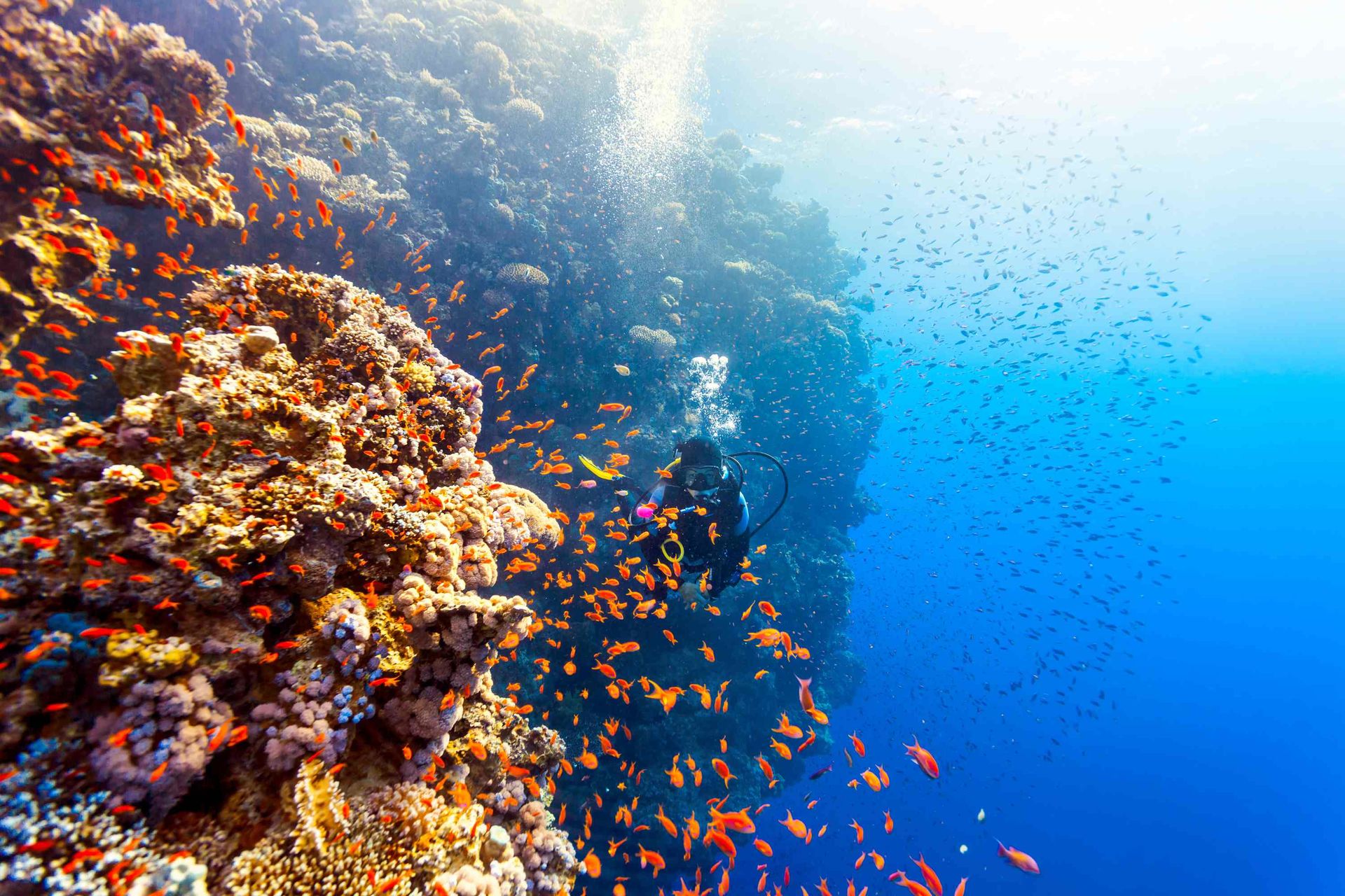 Коралловый риф рас Мухаммед