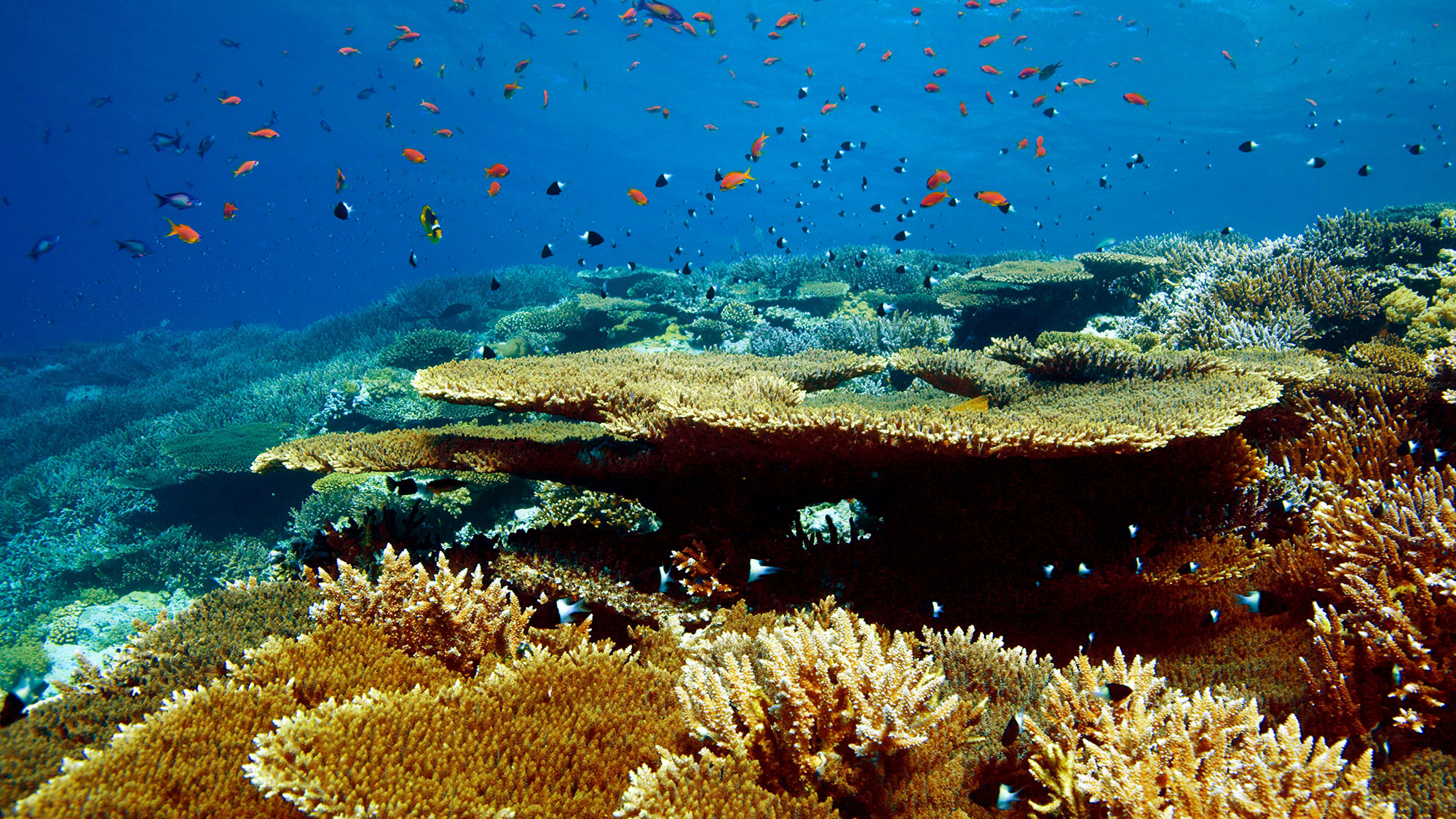 Коралловые рифы красного моря