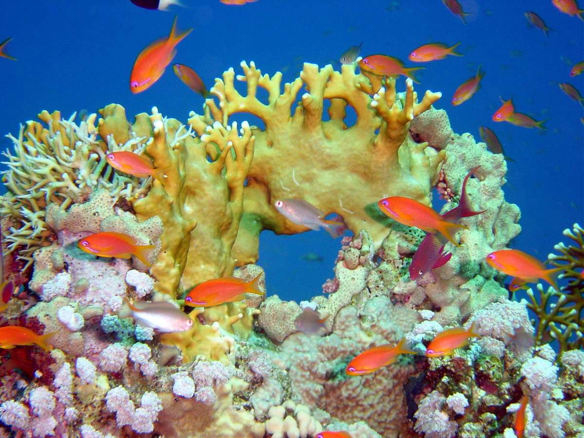 коралловый риф в красном море