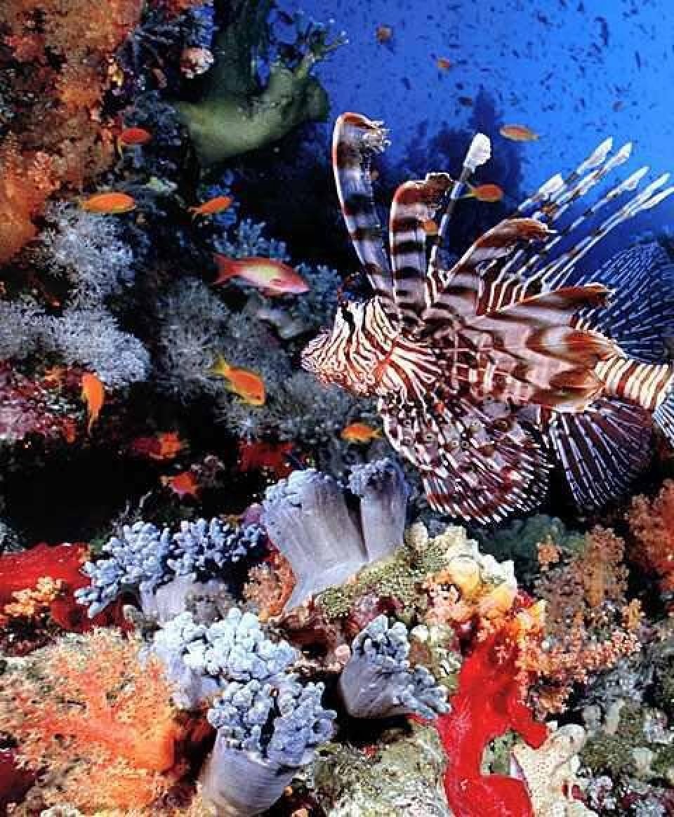 Коралловый риф Хургада