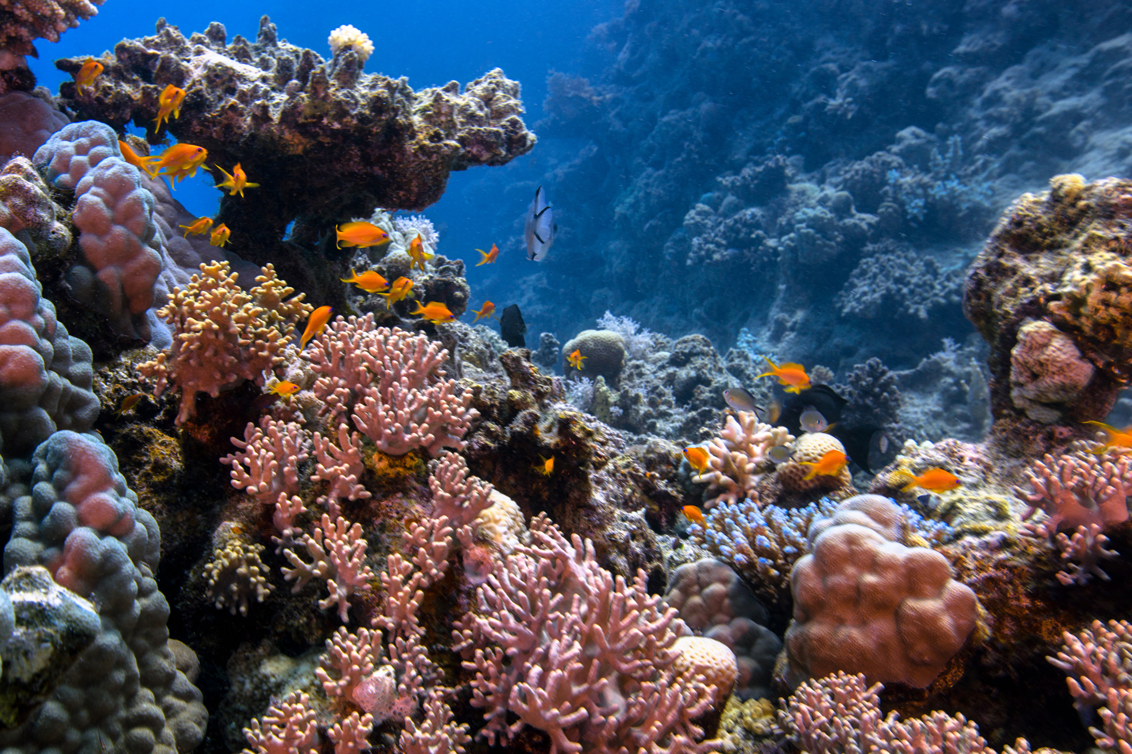 Коралловые рифы страна. Коралловые рифы красного моря. Коралловый риф Египет. Акватория красного моря. Риф красного моря Африка.