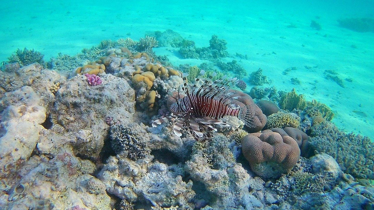 коралловый риф красное море