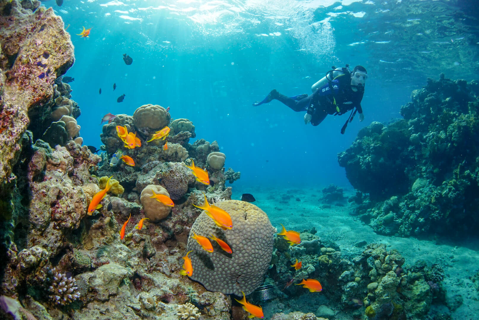 Эйлат в Израиле коралловый риф