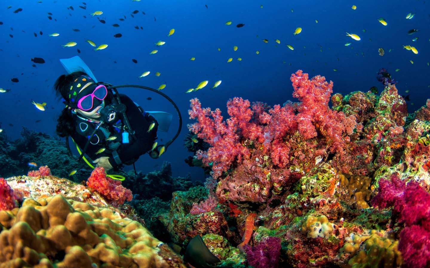 коралловый риф в красном море