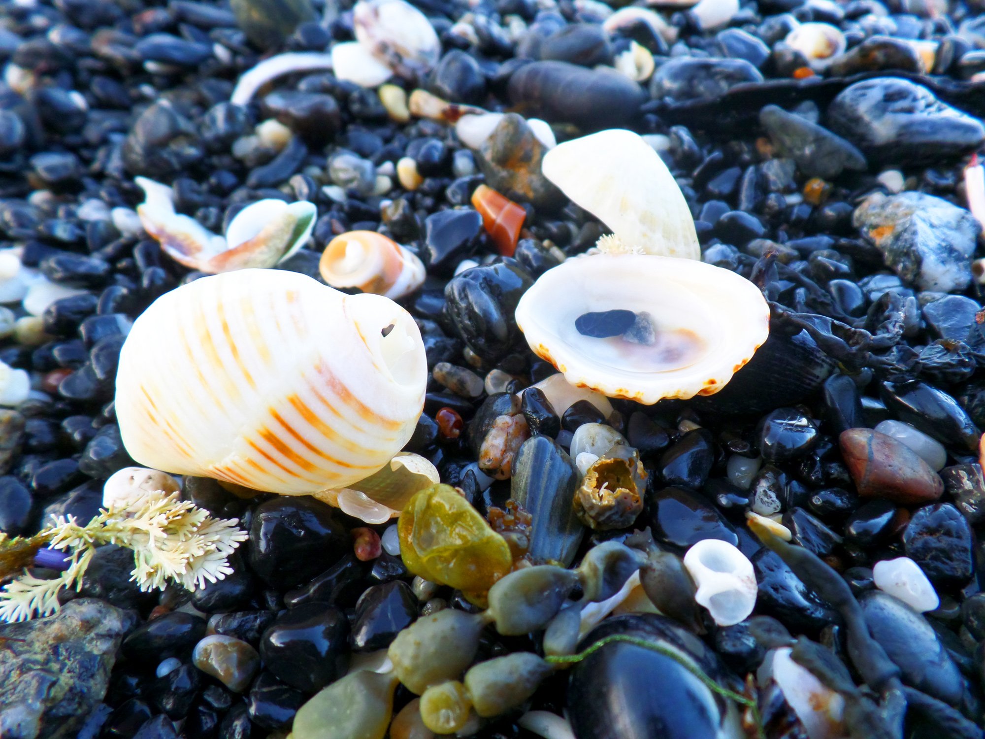 Раковина моллюска живой. Мидии в ракушках. Морские брюхоногие моллюски морские. Дивноморская Ракушка мидии. Раковинные моллюски.