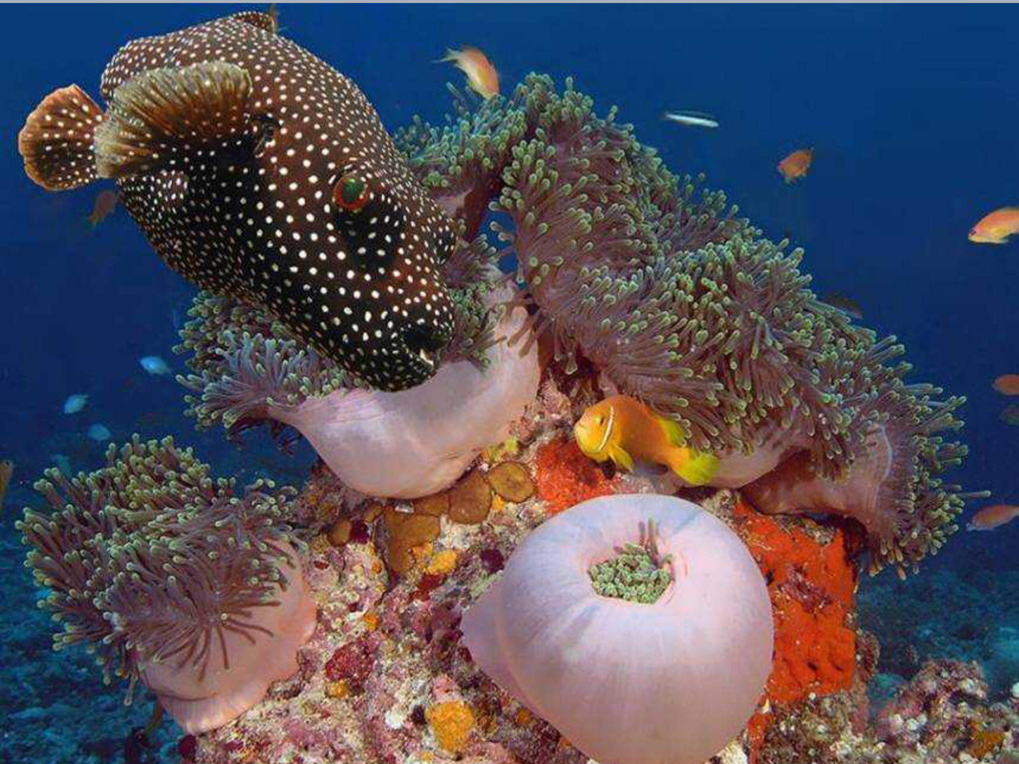 Живые обитатели океана. Морские обитатели. Подводные животные. Подводный мир красного моря. Водные обитатели.