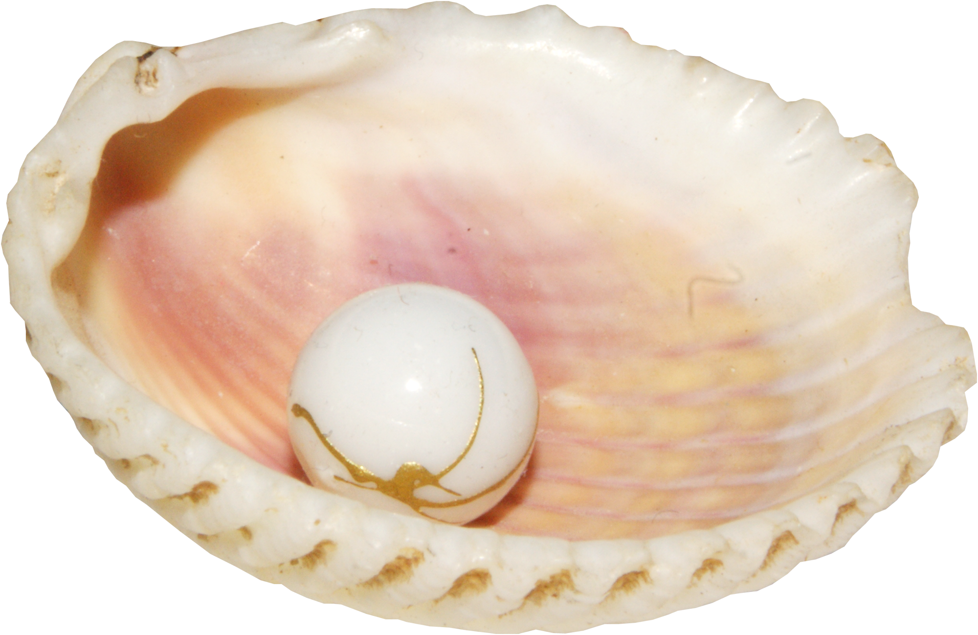 Прозрачный моллюск. Морской гребешок жемчуг. Раковина Conch Shell. Моллюск Жемчужница устрицы морская Жемчужница. Морской гребешок Ракушка.