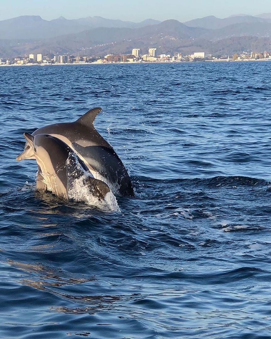 дельфин из черного моря