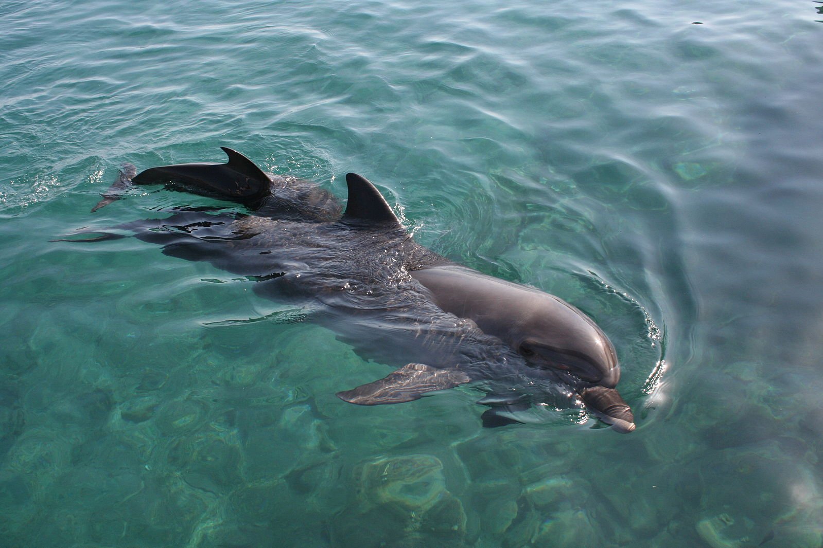 Дельфин Азовка в Азовском море