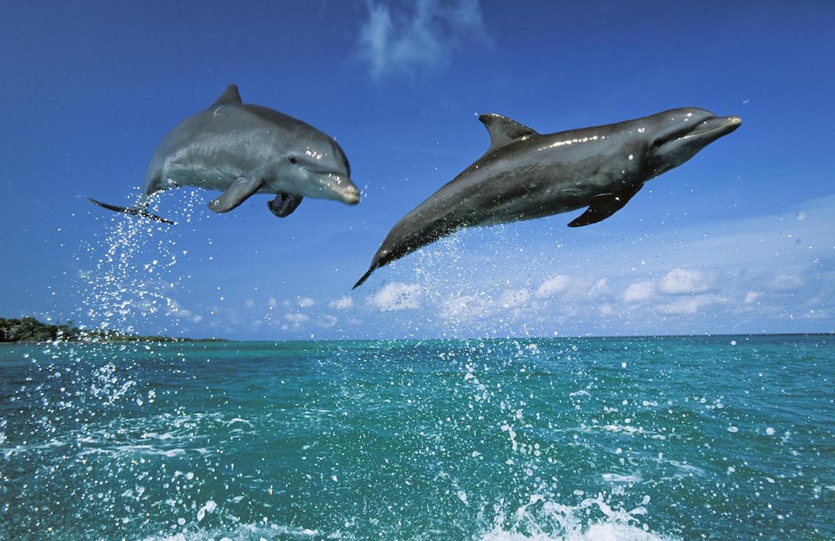 Черное море Анапа дельфины