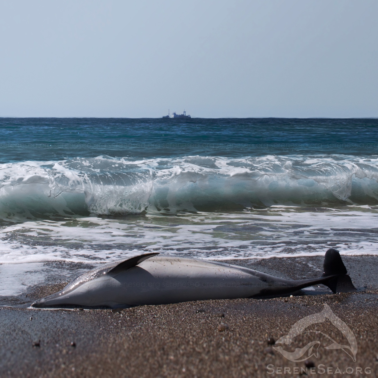 Дельфины черного моря