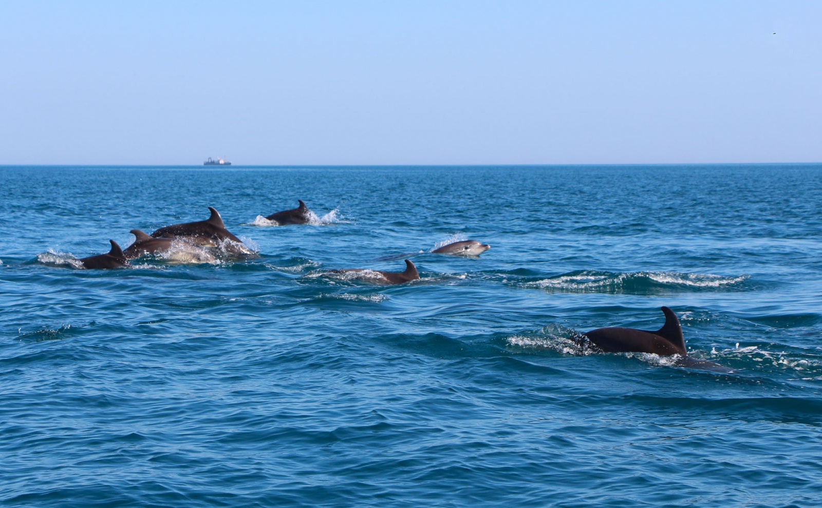 Дельфин в Черноморском Крым