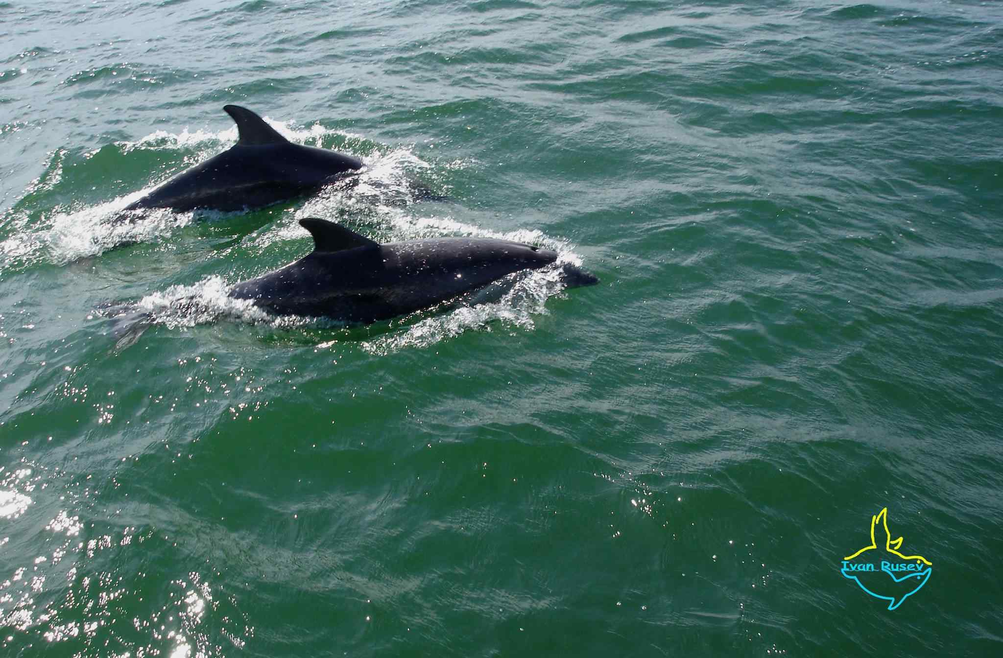 Черноморский Дельфин черный