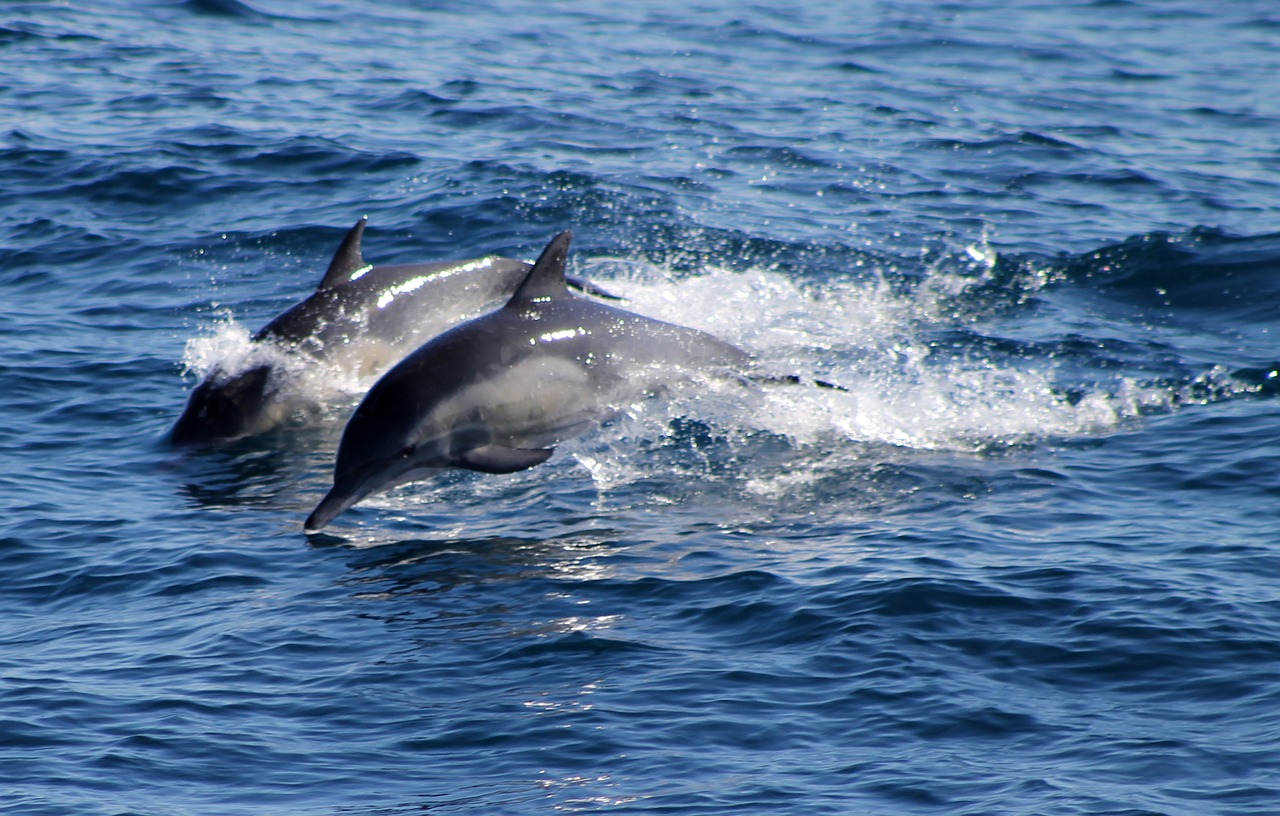Дельфин белобочки Азовского моря