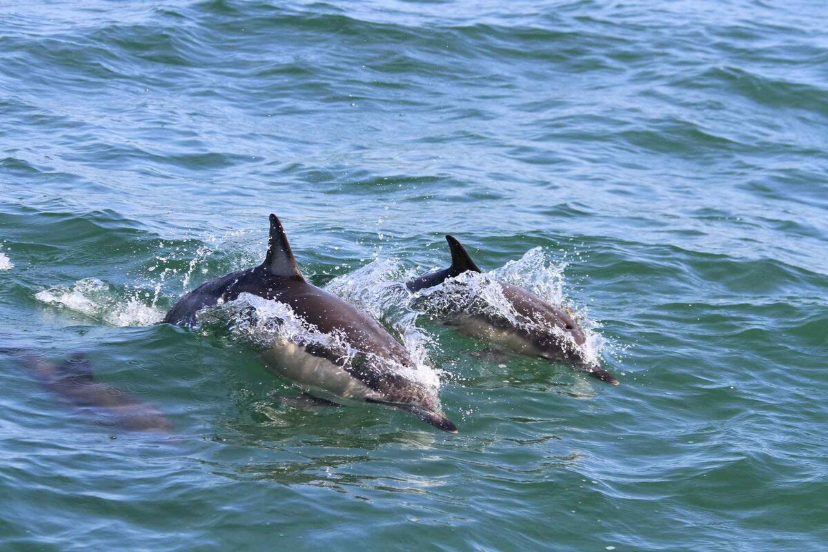 Азовский Дельфин Азовка
