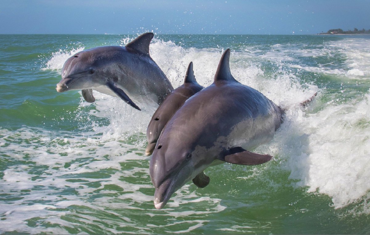Дельфины на черном море