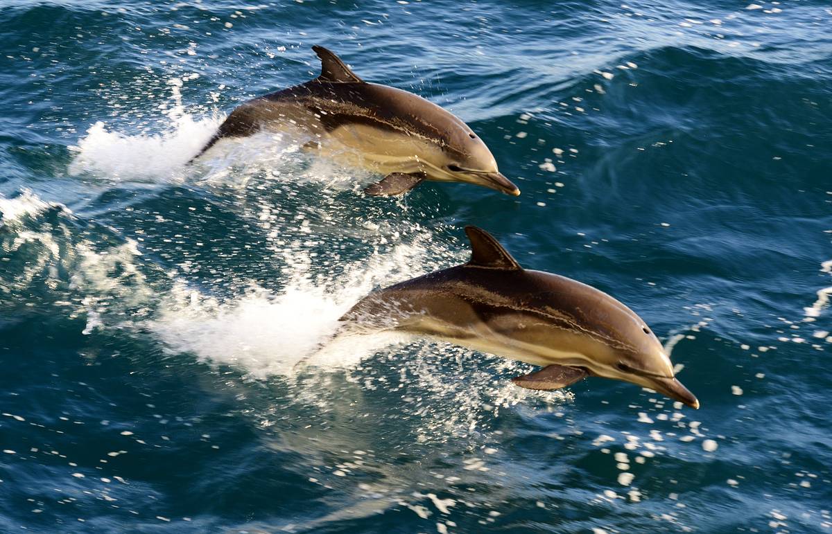 Дельфины Краснодарского края