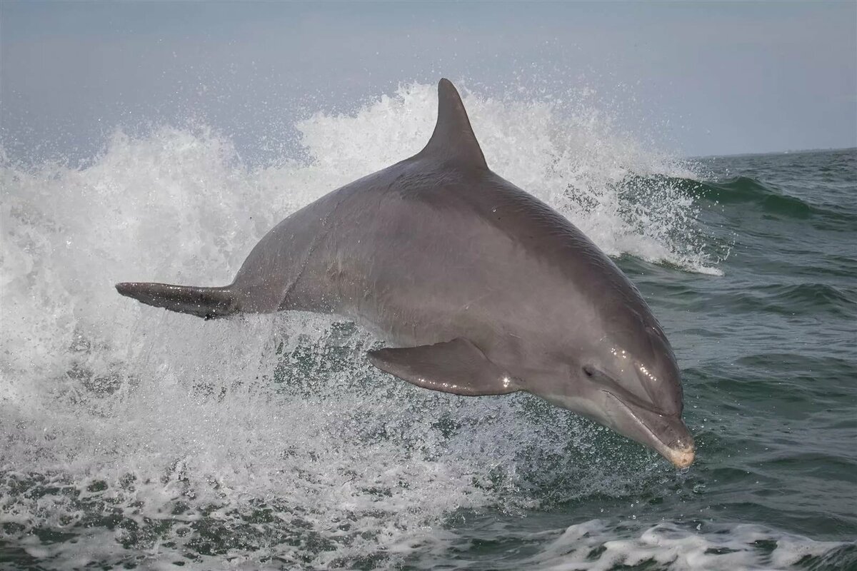 Дельфины живут в море. Дельфин Афалина Черноморская. Дельфин Афалина в черном море. Дельфины афалины черного моря. Афалина (Tursiops truncatus).