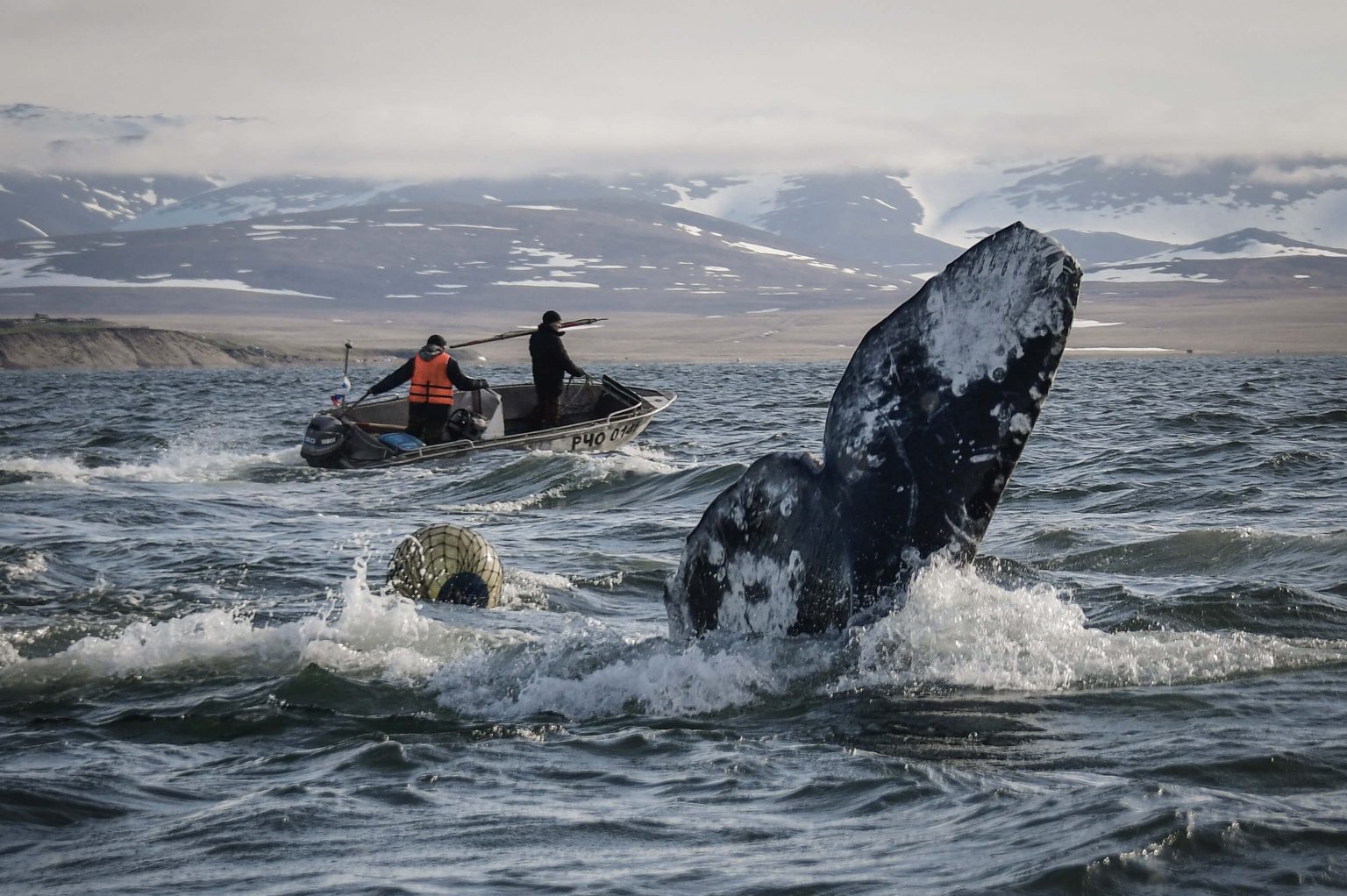 Серый кит Чукотка