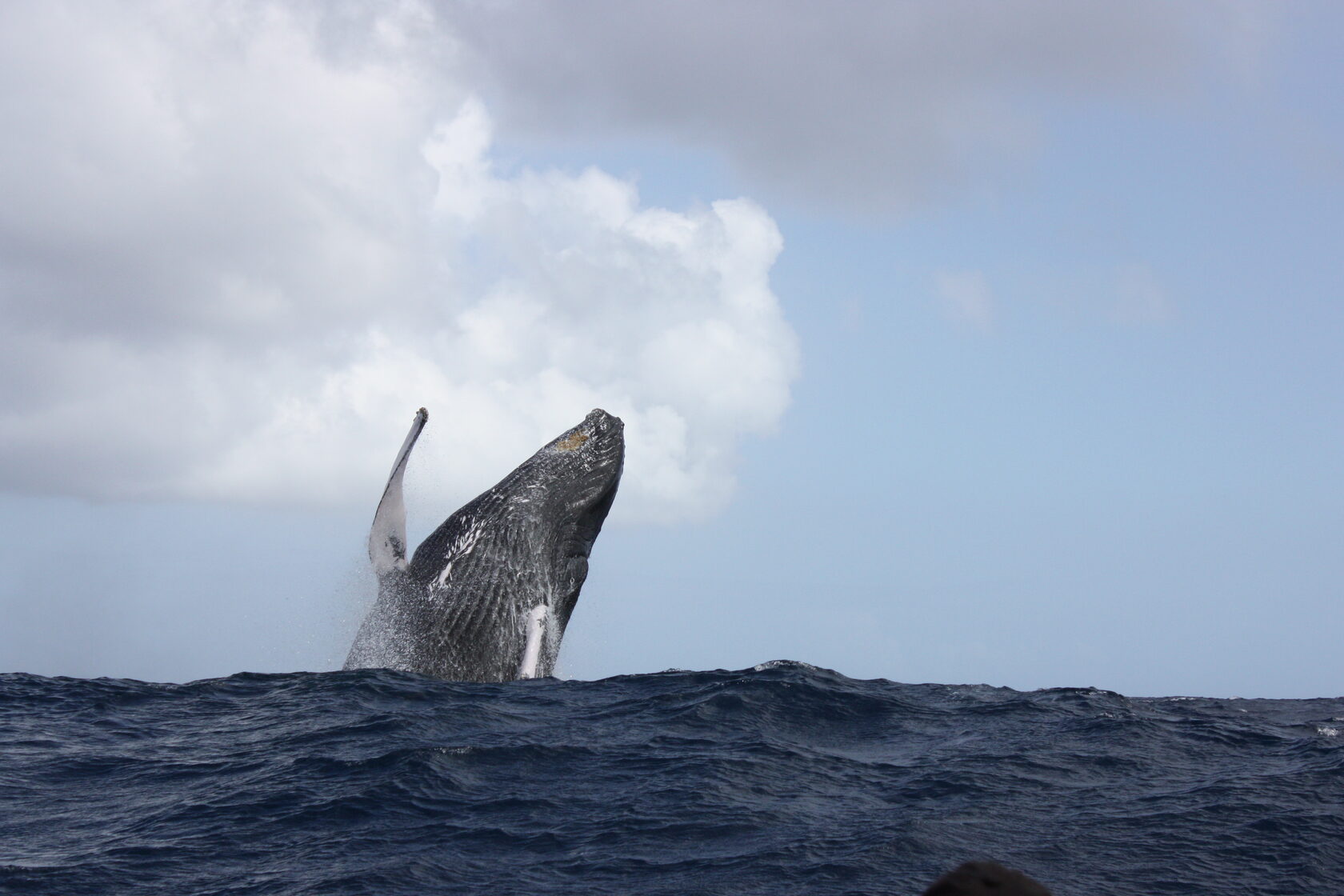 Кольский полуостров киты