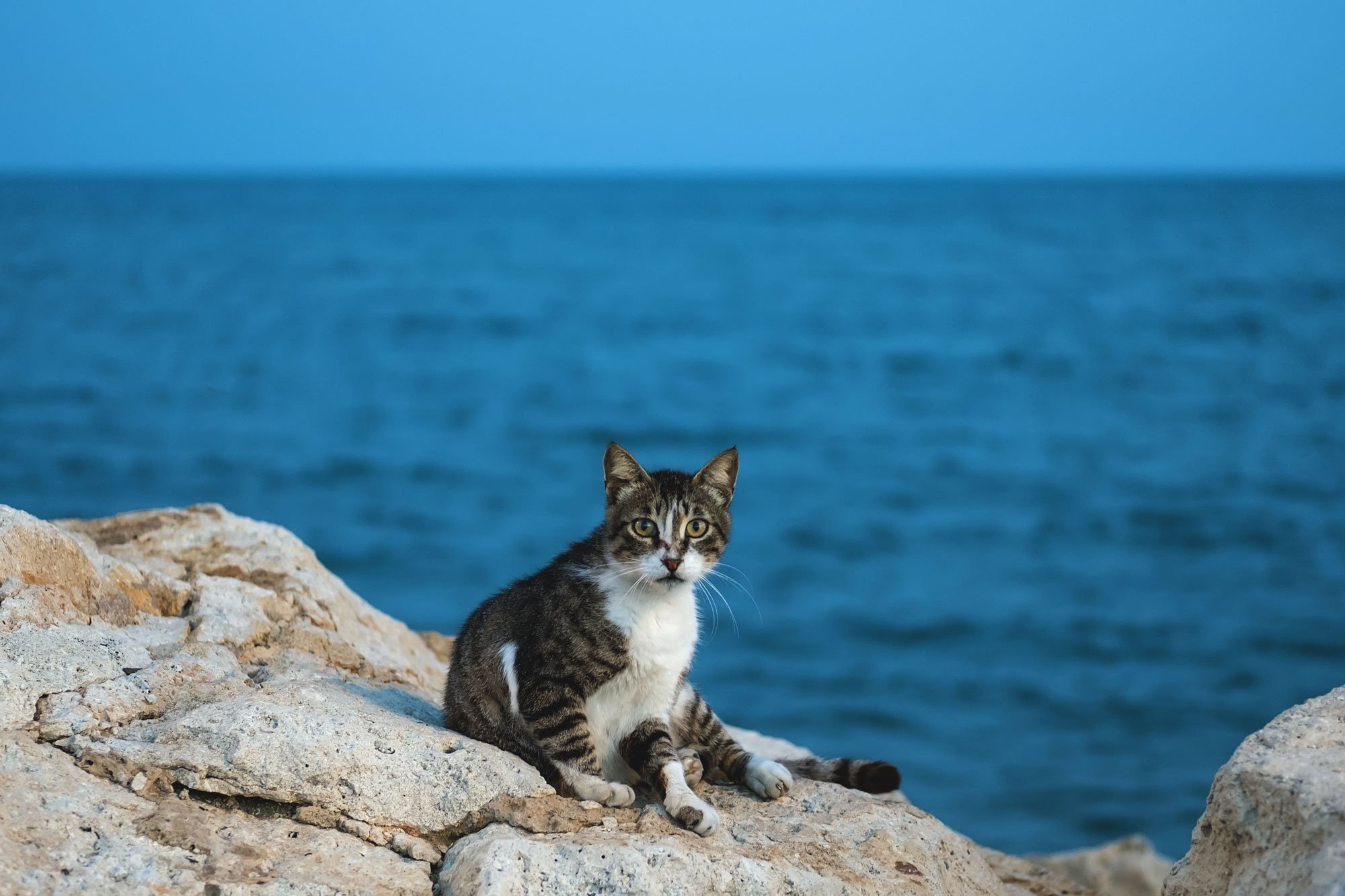 Котенок на море